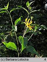 Helianthus tuberosus (słonecznik bulwiasty)