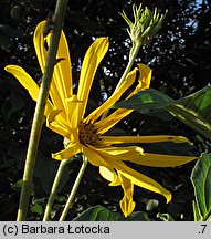 Helianthus tuberosus (słonecznik bulwiasty)