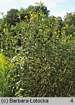 Helianthus tuberosus (słonecznik bulwiasty)