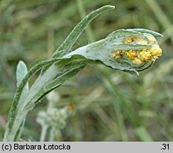 Helichrysum arenarium (kocanki piaskowe)