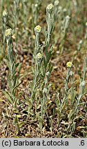 Helichrysum arenarium (kocanki piaskowe)