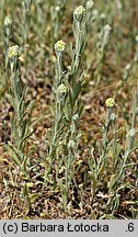 Helichrysum arenarium (kocanki piaskowe)