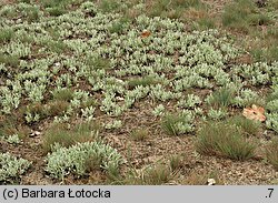 Helichrysum arenarium (kocanki piaskowe)