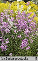 Hesperis matronalis (wieczornik damski)