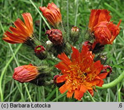 Hieracium aurantiacum (jastrzębiec pomarańczowy)