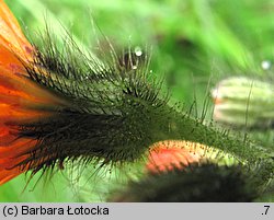 Hieracium aurantiacum (jastrzębiec pomarańczowy)