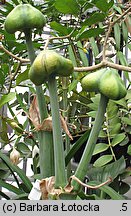 Hippeastrum (amarylis (ogr.))