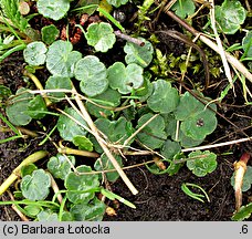 Hydrocotyle vulgaris (wąkrota zwyczajna)