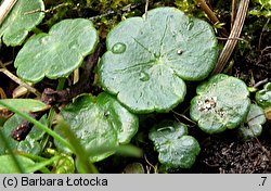 Hydrocotyle vulgaris (wąkrota zwyczajna)