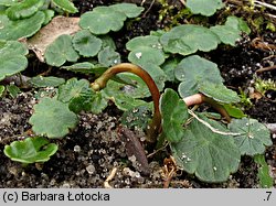 Hydrocotyle vulgaris (wąkrota zwyczajna)