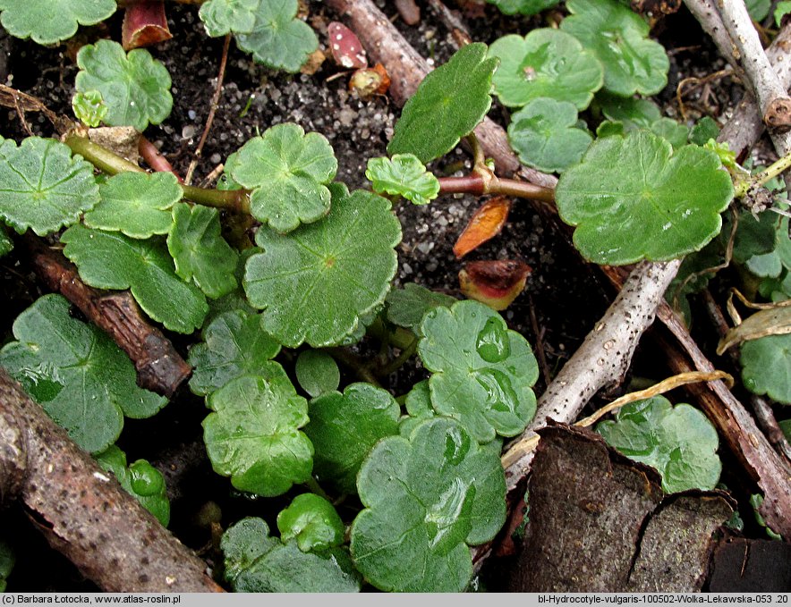 Hydrocotyle vulgaris (wąkrota zwyczajna)