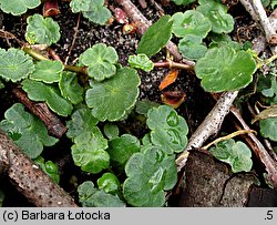 Hydrocotyle vulgaris (wąkrota zwyczajna)