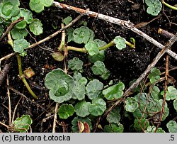 Hydrocotyle vulgaris (wąkrota zwyczajna)