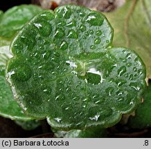 Hydrocotyle vulgaris (wąkrota zwyczajna)