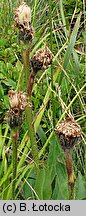 Hypochoeris uniflora (prosienicznik jednogłówkowy)