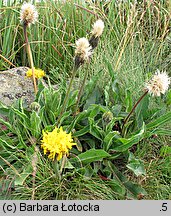 Hypochoeris uniflora (prosienicznik jednogłówkowy)