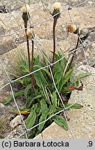 Hypochoeris uniflora (prosienicznik jednogłówkowy)