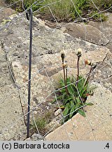 Hypochaeris uniflora (prosienicznik jednogłówkowy)