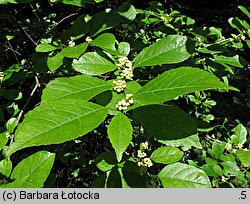 Ilex laevigata (ostrokrzew lśniący)