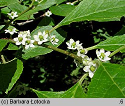 Ilex laevigata (ostrokrzew lśniący)