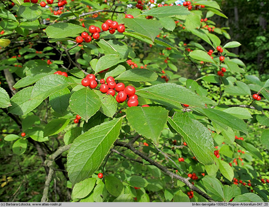 Ilex laevigata (ostrokrzew lśniący)