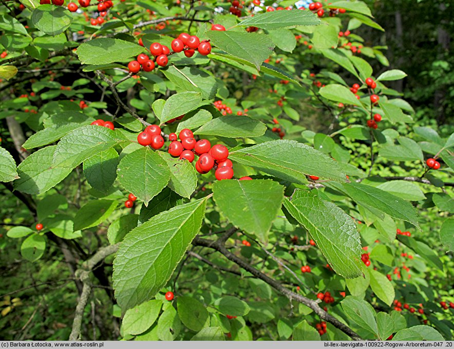 Ilex laevigata (ostrokrzew lśniący)