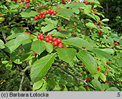 Ilex laevigata (ostrokrzew lśniący)