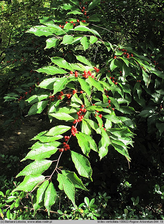 Ilex verticillata (ostrokrzew okółkowy)