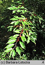 Ilex verticillata (ostrokrzew okółkowy)