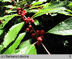 Ilex verticillata (ostrokrzew okółkowy)