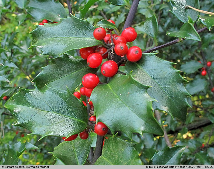 Ilex ×meserveae (ostrokrzew Meservy)