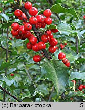 Ilex ×meserveae (ostrokrzew Meservy)