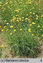 Inula ensifolia (oman wąskolistny)