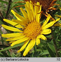 Inula ensifolia (oman wąskolistny)