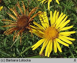 Inula ensifolia (oman wąskolistny)