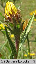 Inula ensifolia (oman wąskolistny)