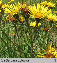 Inula ensifolia (oman wąskolistny)