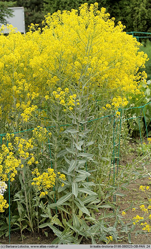 Isatis tinctoria (urzet barwierski)