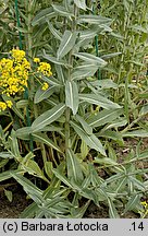 Isatis tinctoria (urzet barwierski)