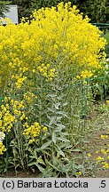 Isatis tinctoria (urzet barwierski)