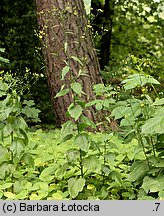 Lapsana communis (łoczyga pospolita)