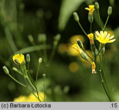 Lapsana communis (łoczyga pospolita)