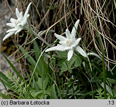 Leontopodium alpinum (szarotka alpejska)