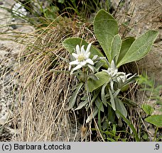 Leontopodium alpinum (szarotka alpejska)