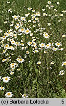 Leucanthemum vulgare (jastrun właściwy)