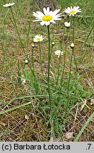 Leucanthemum vulgare (jastrun właściwy)