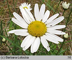 Leucanthemum vulgare (jastrun właściwy)