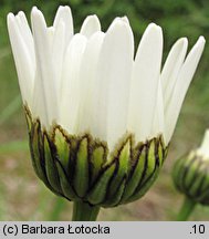 Leucanthemum vulgare (jastrun właściwy)