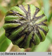 Leucanthemum vulgare (jastrun właściwy)