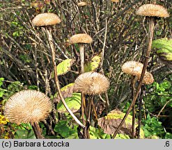 Ligularia dentata (języczka pomarańczowa)